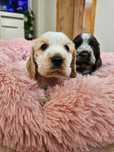Suczka Cocker Spaniel Angielski
