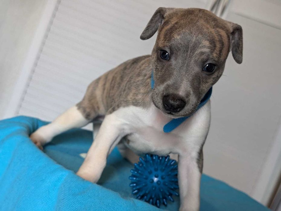 Whippet FCI, piesek MAGIC