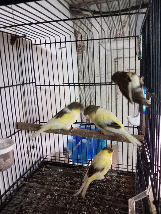 Vendo canários e 2 gaiolas