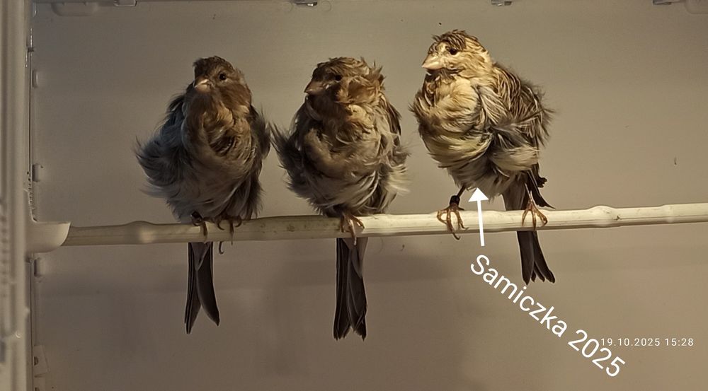 Kanarek kendeżawy Mehringer samiczka szafirowa