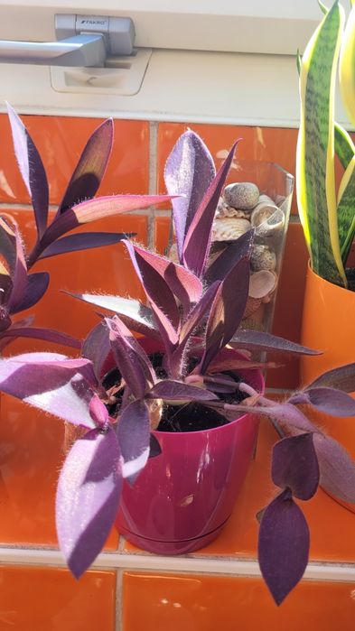 Trzykrotka purpurowa