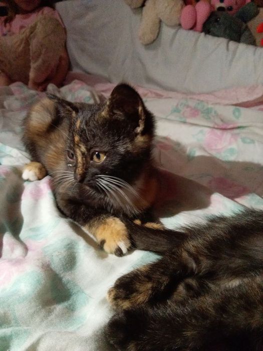 Віддам гарних кошенят