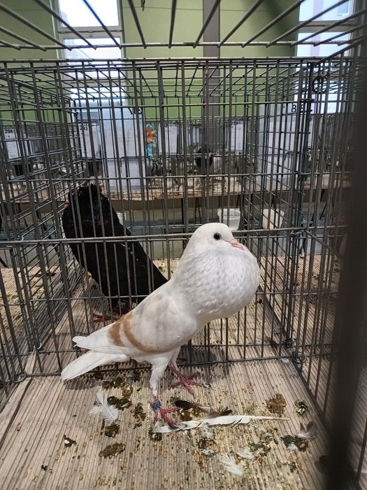 Garłacze verburskie