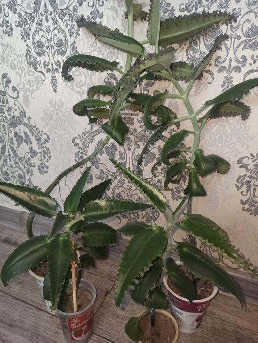 Каланхое для лікування