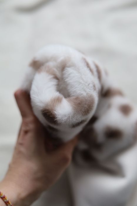 Хутро плямисте, 26х45см