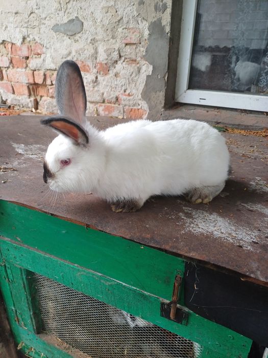 Кролі каліфорнія, самці, самки, молодняк