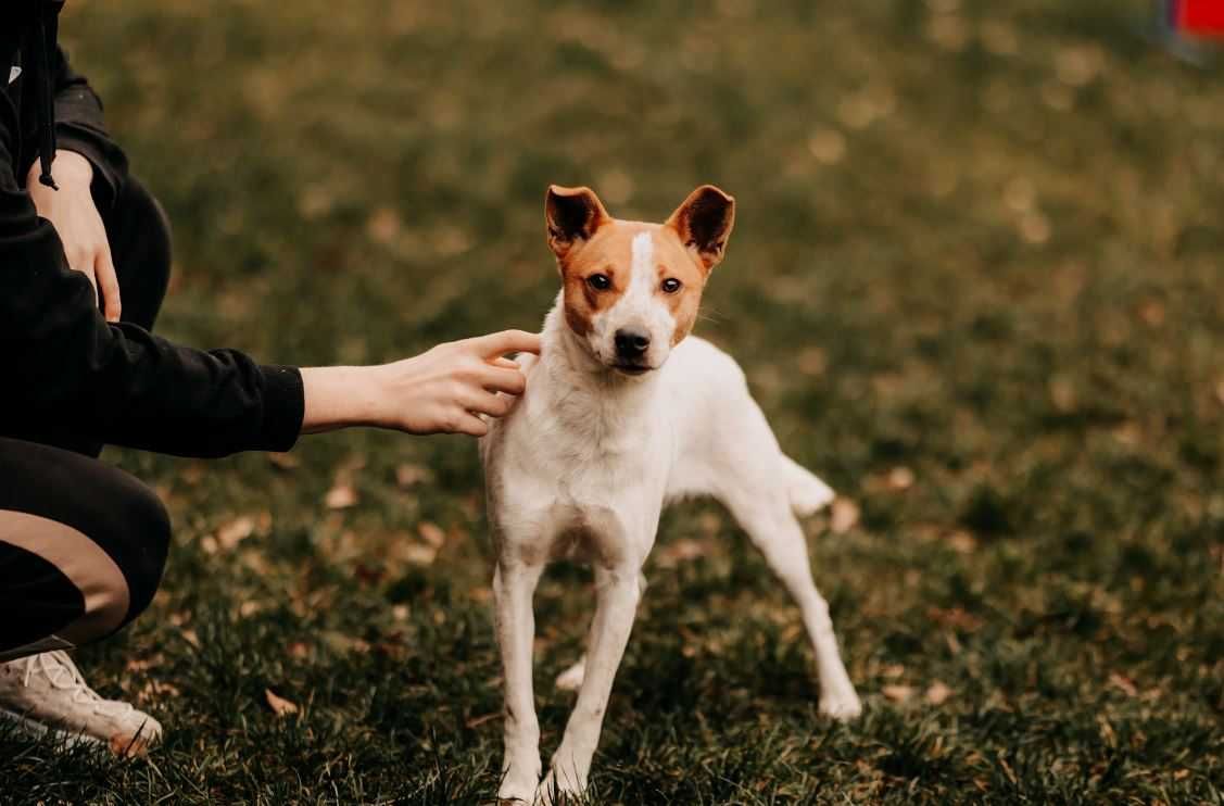 Diesel - uroczy psiak w typie Jack Russell Terriera szuka domu!!!