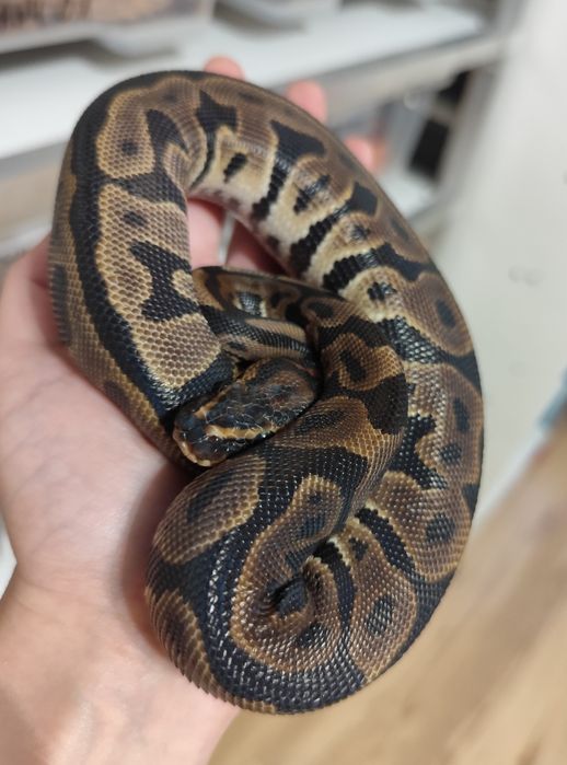 "Zbożowe węże samiczki