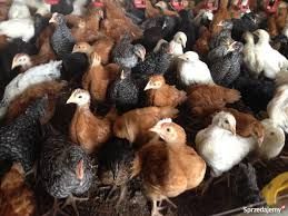 KURY z jajkiem prosto od hodowcy ROSA 1 kolorowe. Astra Messa Lekhorn