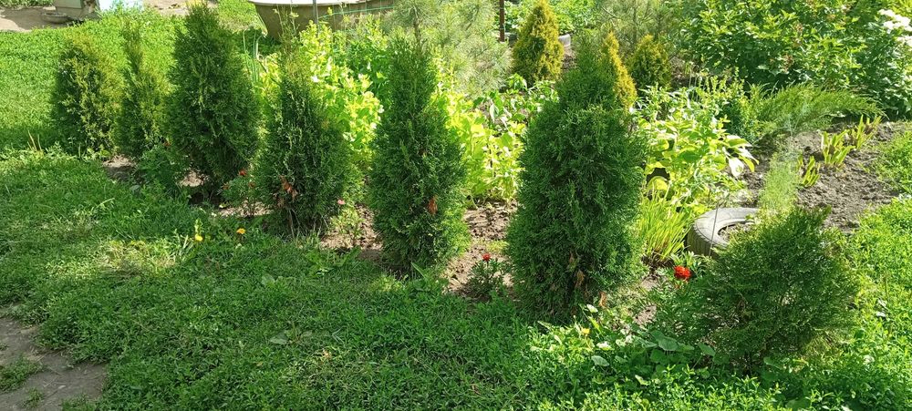 Продам Гималайскую сосну ,туи