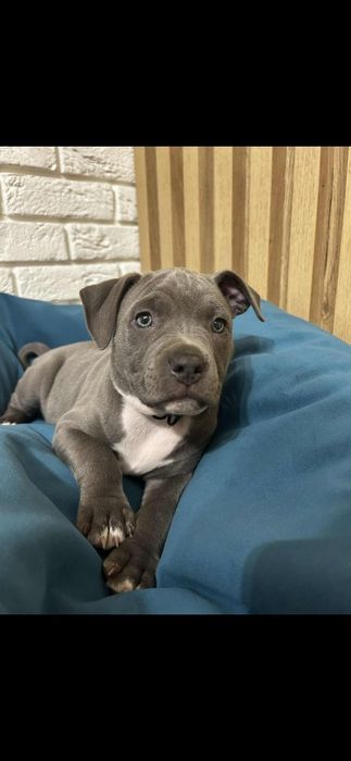 Amstaff szczeniaki american staffort shirt terier