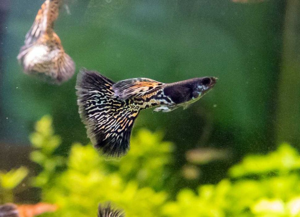 Rybki do akwarium dekoracyjnego Gupiki Metal Cobra 4 wybarwione samce
