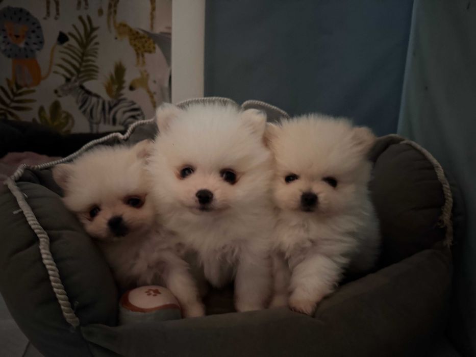 Szpic miniaturowy-pies