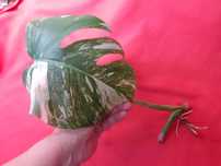 Monstera VARIEGATA - liść ukorzeniony i rosnący