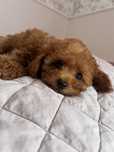 Mini  xs Maltipoo f1b  red suczka gotowa do zmiany domku