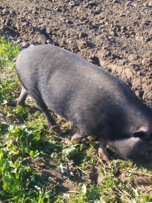 Продам в'єтнамську льошку, свиню, порося.