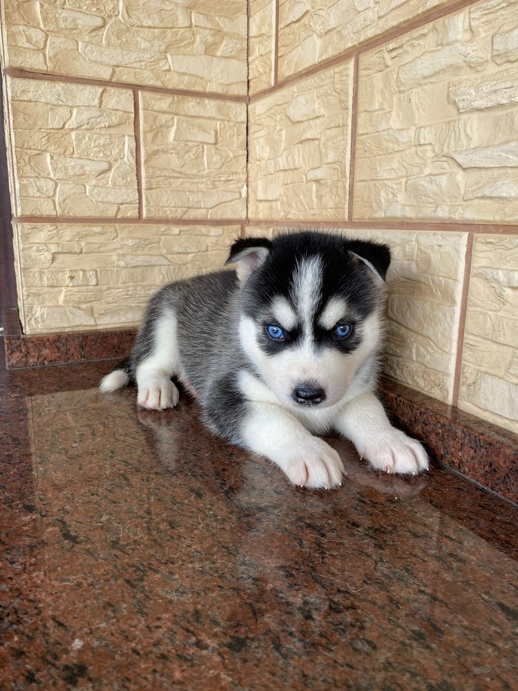 Husky Syberyjski