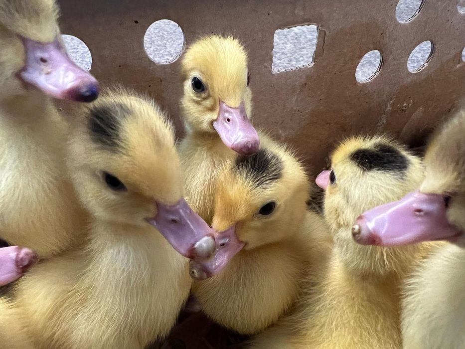 Kaczki od 2 do 6 tygodni  biegusy,mulard,maximus,dworka,pekin .