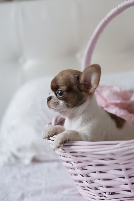 Ultra mini unique dziewczynka chihuahua fci
