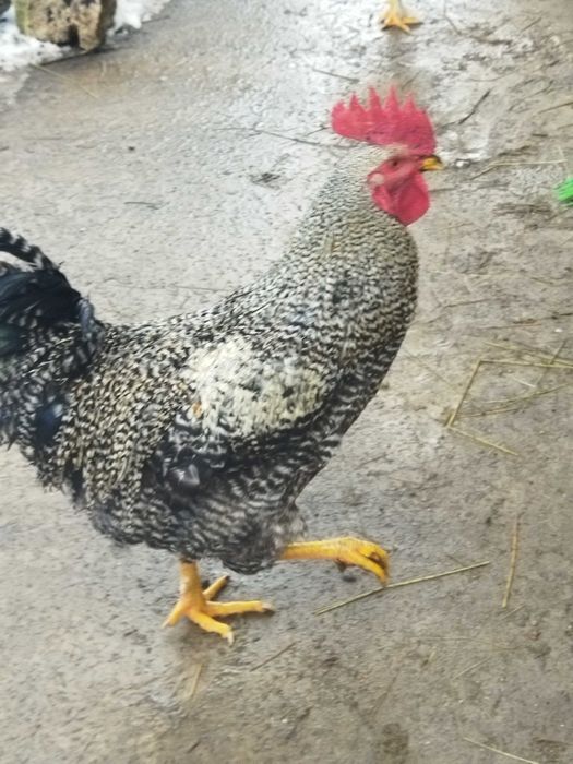 Обмін на бараболю різну моїх півнів, на зерно, крупи, курочок, а тако