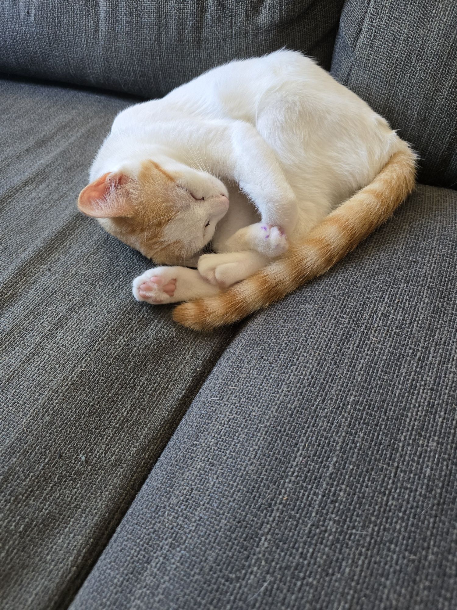 Gatinha para adoção