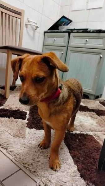 Znaleziono psa - Chojnice