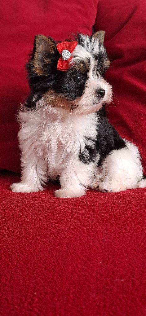 Biewer Yorkshire Terrier suczka rodowod 4 pok. Zhpr Uci