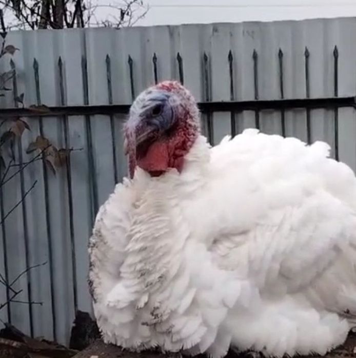 Продам Індиків,півнів,утки, гуси живою вагою