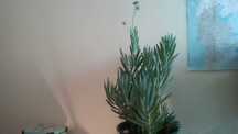 Linda planta SUCULENTA "Senecio ficóides" Mount Everest - c/vaso verde