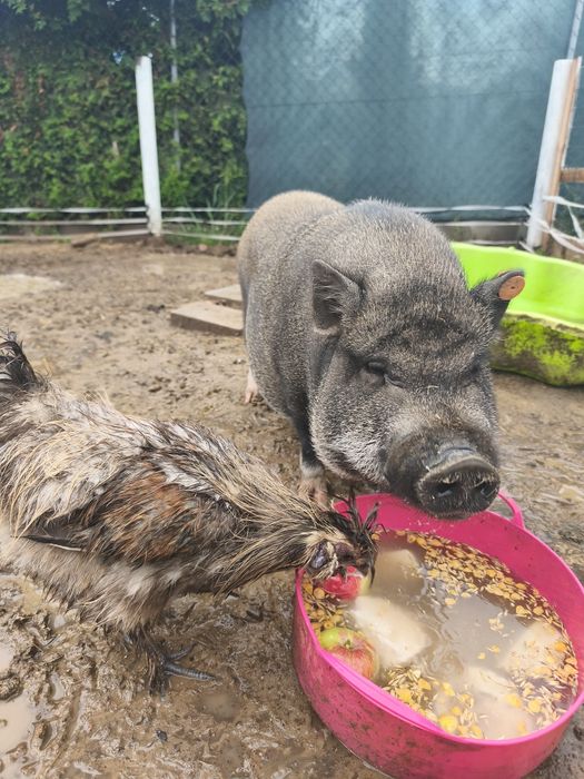 Sprzedam świnkę Getyńską lub zamienię na kozę mleczną
