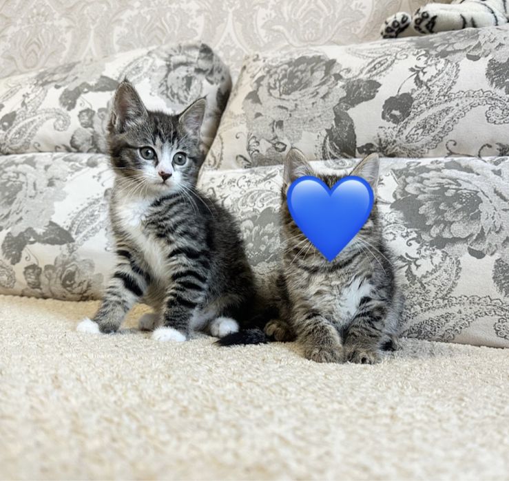 Красивая Европейская Куколка )