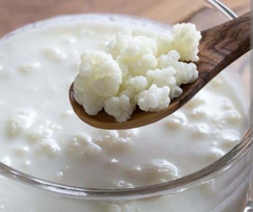 Doação de Kefir de leite
