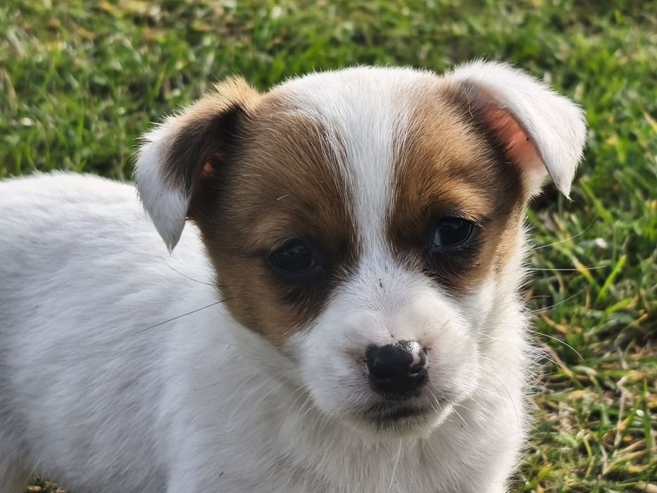 Jack Russell Terrier