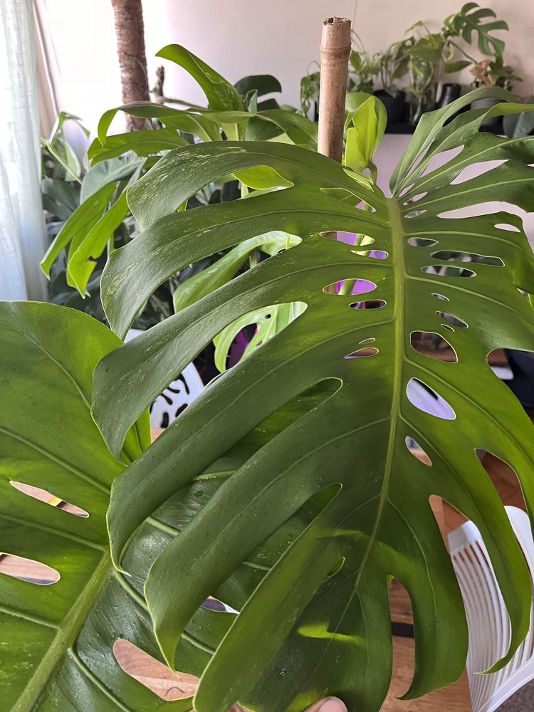 Monstera Deliciosa Variegata