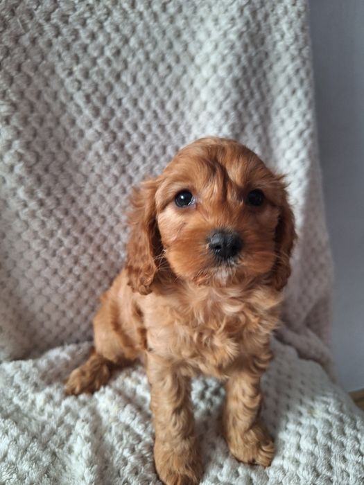 Cavapoo-pudel/cavalier