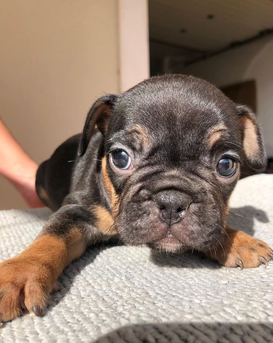 Bulldog francês fêmea excelente