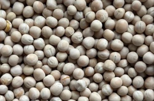 Посівний горох Гайдук 2 репродукція