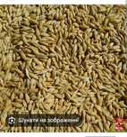 Продам ячмінь озимий 2025