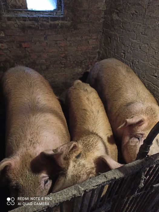 Продам свиню живою або тушкою