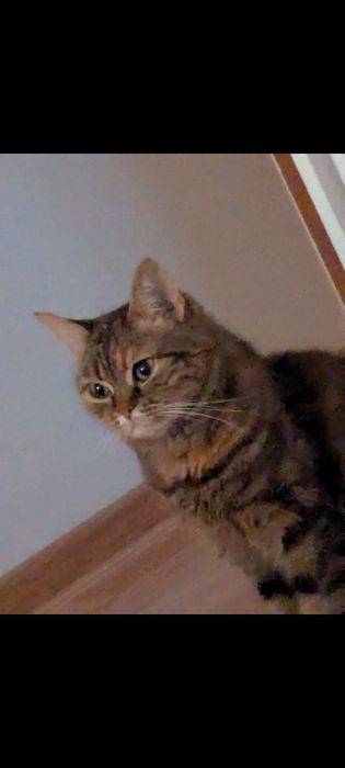 Кошка с документами в добрые,заботливые  руки