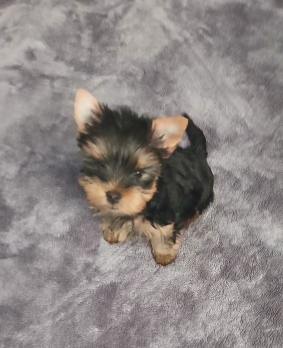 Yorkshire terrier macho puro.