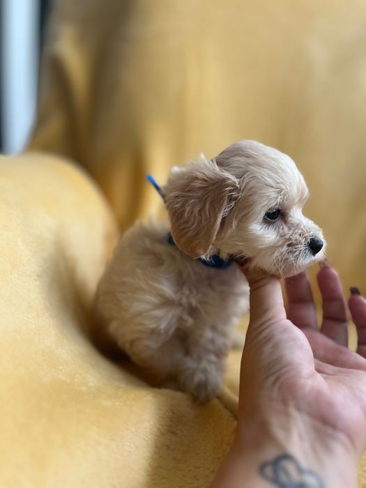 Maltipoo - hybryda maltańczyk i pudel toy