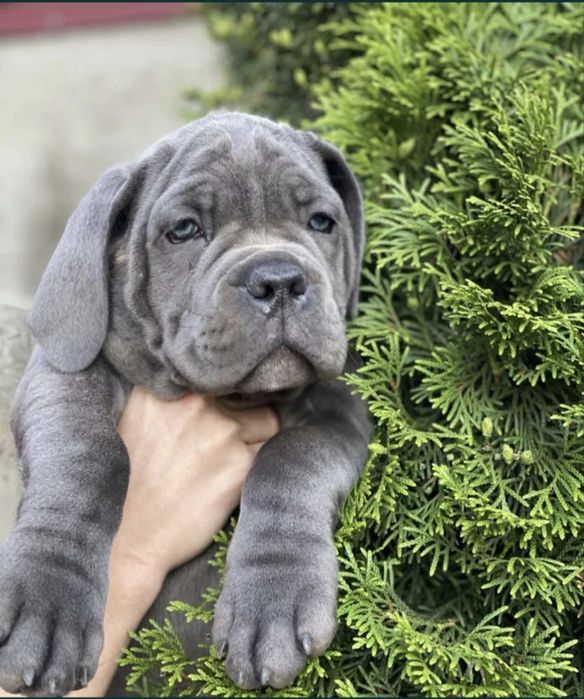 Cane Corso mocny pies