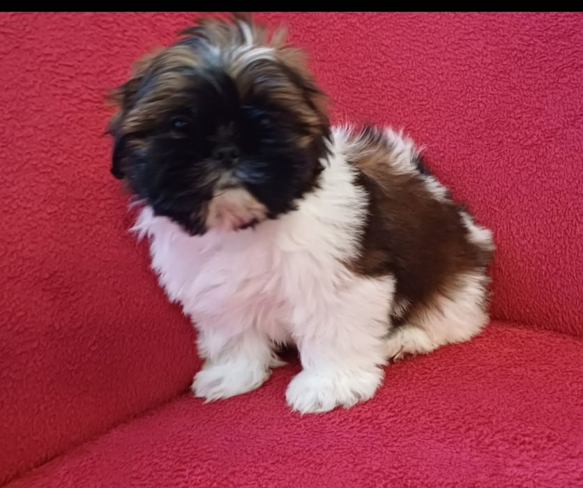 Sunia shih-tzu gotowa do odbioru.