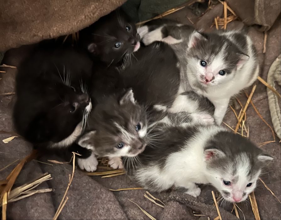 Oddam kotki w dobre ręce