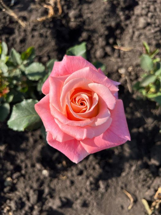 Продам саженцы розы