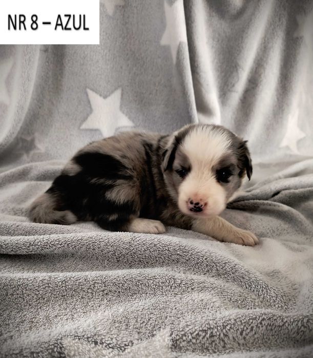 Piękny piesek Border Collie - Blue Merle, nr 8 - AZUL