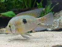 Geophagus Red Bahia