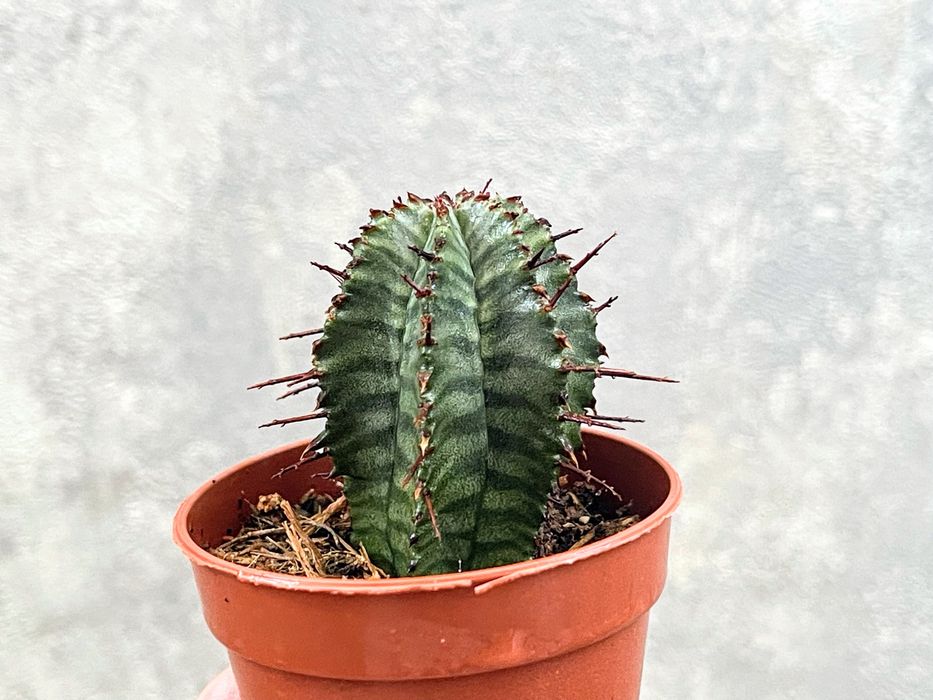 Суккуленты (Адромискус, Пахифитум, Эуфорбия, Кактусы)