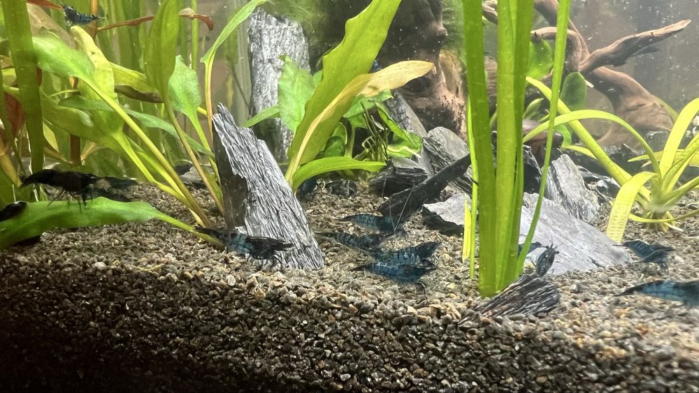 Krewetki neocaridina blue velvet tylko 4 zł Do każdych pięciu 1 gratis